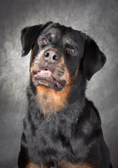 portrait of a purebred  rottweiler in studio.