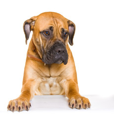 Obraz premium Puppy of girl of 8 months of rare breed South African boerboel p