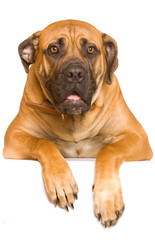 Puppy of girl of 8 months of rare breed South African boerboel p