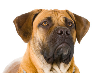 Obraz premium Puppy of girl of 8 months of rare breed South African boerboel p