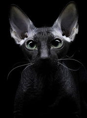Young canadian sphynx cat looking at the camera on black backgro