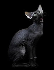Young canadian sphynx cat sittingon on black background - 30356091