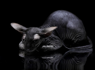 Young canadian sphynx cat lying on the mirror on black backgroun - 30356096