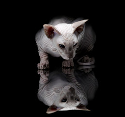 Young sphynx cat on black background - 30356097