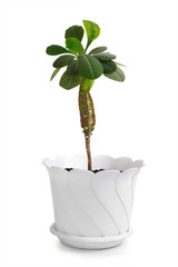 houseplant euphorbia lophogona in white flowerpot, isolated