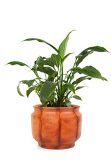 houseplant spathiphyllum chopin in brown clay flowerpot, isolate