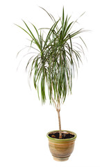 houseplant dracaena palm in brown flowerpot, isolated
