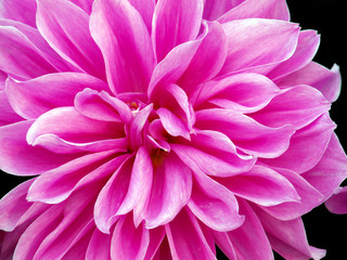 Beautiful pink peony on black background