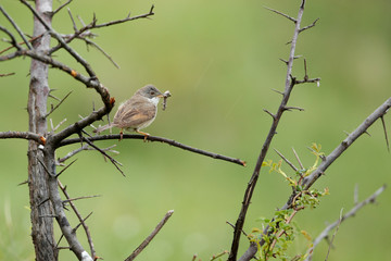 Fototapeta premium Bird with caterpillar