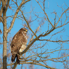 Buzzard on tree