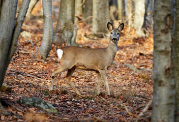 Female roe deer