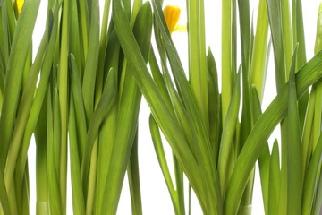 Blume im Frühling, Gras, Stängel