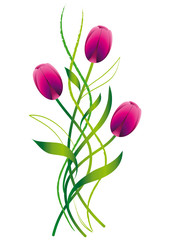 Tulpen dekorativ