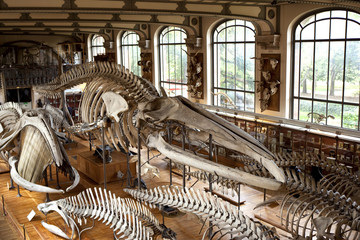Obraz premium muzeum muzeum historia naturalna paryż prehistoria szkielet kości