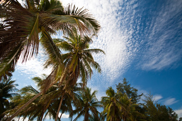 Fototapeta na wymiar Gourp of coconuts under the cloudy sky