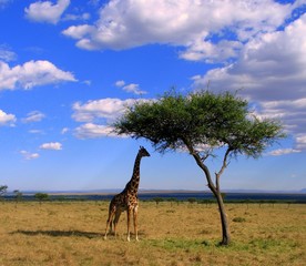 Giraffe, national park in Kenia