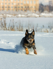 The dog of breed Rottweiler runs on snow