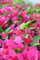 Flowers in the garden