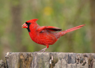 Red Bird Northern Cardinal Taking Flight