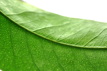 Fototapeta na wymiar Grünes Blatt von Citrus