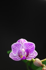 Orchidee