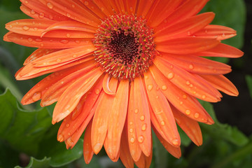 red gerbera flower with water drops
