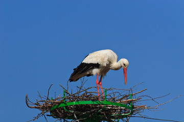 stork in the nest