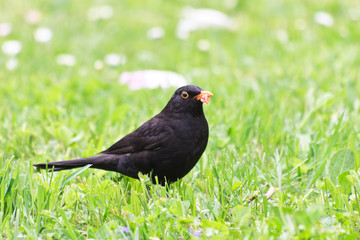 blackbird (turdus merula)