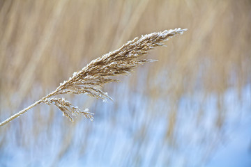 Растения © Aleksey Telesh