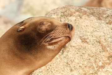Sea lion sleeping on a rock