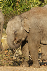 Elephant eating twigs
