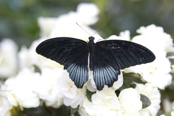 butterfly on a flower