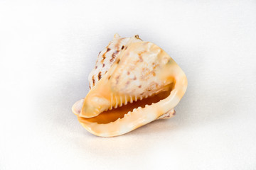 Seashell