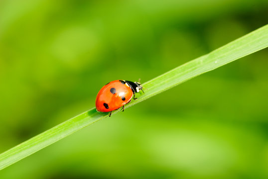 ladybird on grass