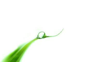 Single Fresh Water Drop on Green Leaf
