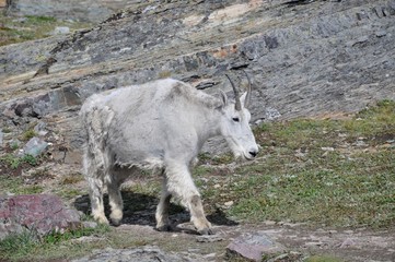 Schneeziege im Glacier-Nationalpark