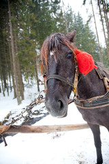 Horse head in snowy forest