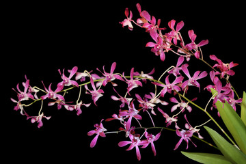 Ascofinetia Orchid