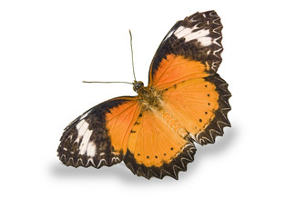 Fototapeta na wymiar Pomarańczowy motyl na białym