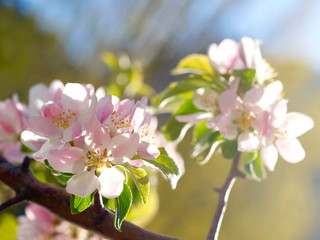 Fototapeta premium Spring blossoms