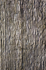 Old timber texture