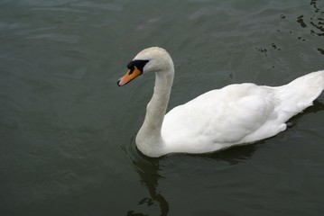 Fototapeta premium Cygne blanc