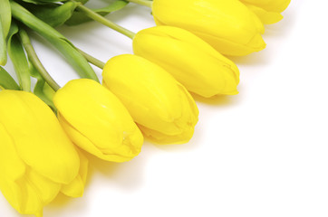 yellow tulips