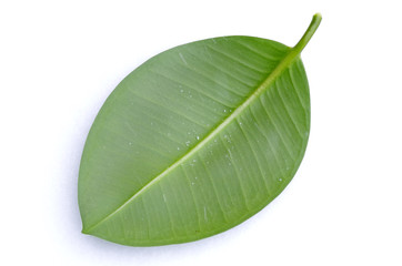 green leaf