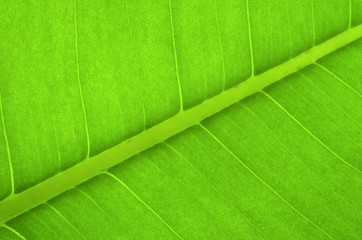 green leaf