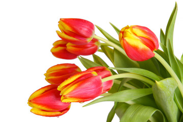 Naklejka premium rote tulpen