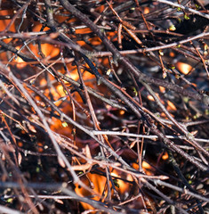 Birch branch in fire