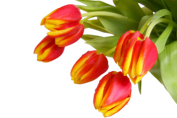 Obraz premium tulpen