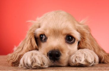 Puppy cocker spaniel on a red background
