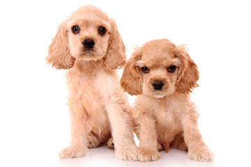 Puppy cocker spaniel on a white background